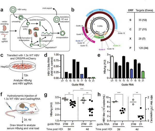 攻克乙肝不是梦，基因编辑靶向“剪切”乙肝病毒