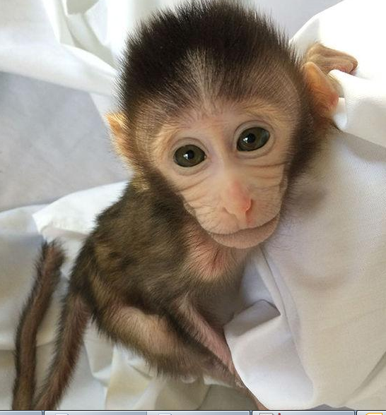转基因猴成攻克自闭症利剑，首个非人灵长类自闭症模型建立