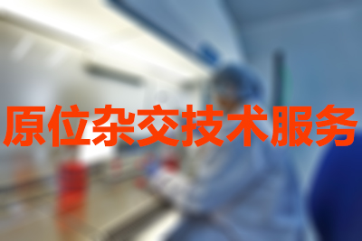 原位杂交技术的分类有哪些？