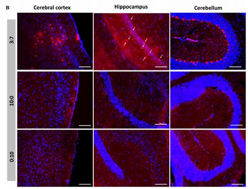 被包裹在含有NT-类脂质的LNP中的Cre重组酶成功转移。大脑中的转染神经元呈红色高亮。