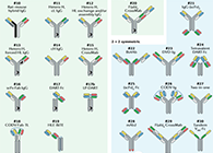 【云回顾】理论、法规、实践，三位一体讲解双抗的生物分析
