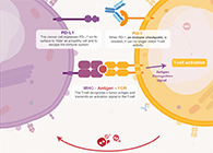 饿了吗？饿一饿原来可以辅助PD-1抑制剂肿瘤免疫治疗