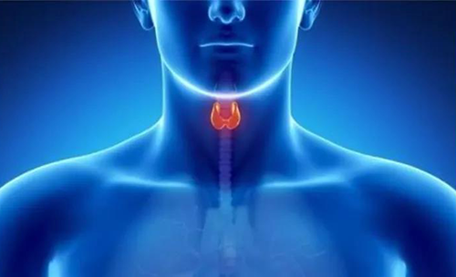 Science速递 | 揭开甲状腺的神秘面纱，开启代谢药物新征程