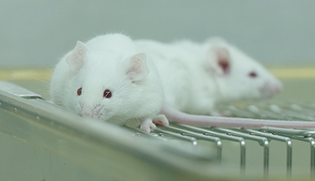 HJC黄金城平台临床前研究-药效学、药代动力学和临床前研究服务