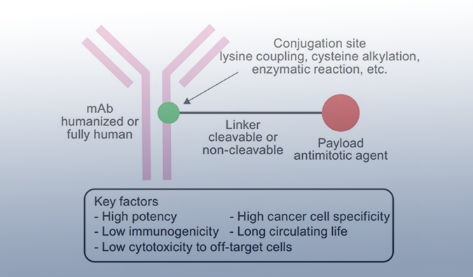 ADC药物：迎接市场热潮，攻破研发壁垒