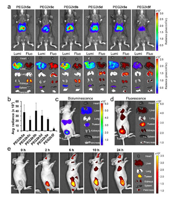 递送和NIR影像，Luc mRNA; Ⅳ and intra-tumoral.jpg