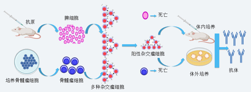 HJC黄金城平台抗体开发技术