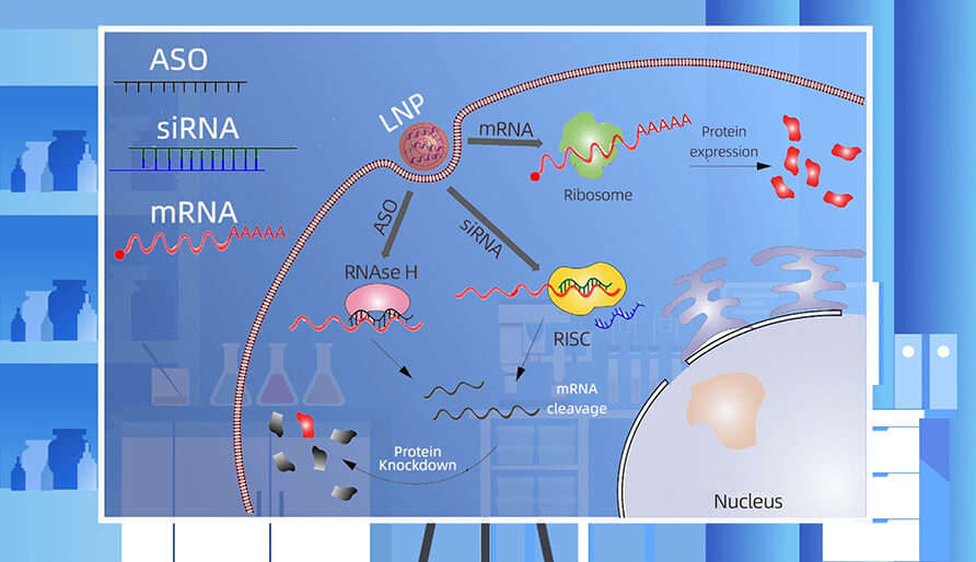 核酸药物的作用机制主要有哪些？