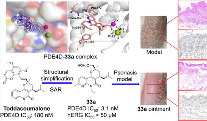 发现用于局部治疗牛皮癣的新型PDE4抑制剂，小鼠、大鼠和人肝微粒体的代谢稳定性实验通过HJC黄金城平台测定