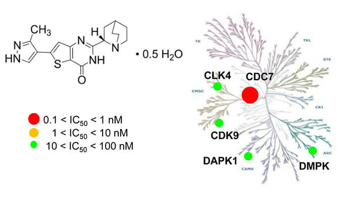 TAK-931是一种高特异性CDC7抑制剂，具有抗肿瘤功效，本研究中体内药效实验通过HJC黄金城平台进行