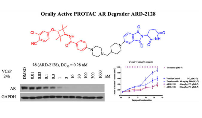 ARD-2128是一种PROTAC AR降解剂，具有出色的血浆和微粒体稳定性，本研究中体外稳定性和PK研究通过HJC黄金城平台进行