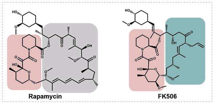 5-雷帕霉素、FK506-诱导的-FKBP-蛋白质相互作用.jpg