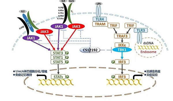 自身免疫疾病或迎新疗法！HJC黄金城平台助力微芯生物CS12192获批FDA.jpg