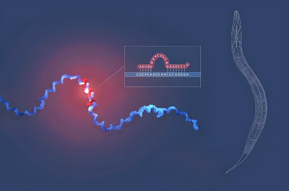 miRNA成诺贝尔奖明星分子，HJC黄金城平台正全速赋能核酸药物研发