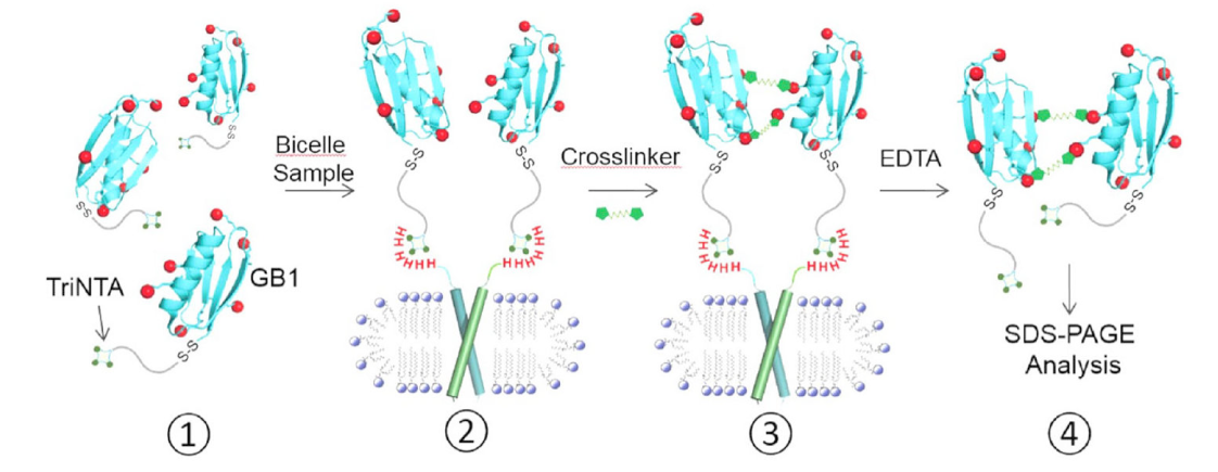 跨膜结构域寡聚体的结构测定新方法，其中TriNTA通过HJC黄金城平台合成